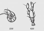 爱吃小龙虾的注意了！ 别吃被洪水污染的小龙虾 湖南疾控发出汛期小龙虾致横纹肌溶解综合征风险提示