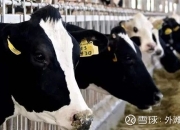 蒙牛乳业(02319.HK)连续2日回购，累计斥资2323.73万港元