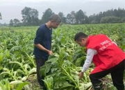 2024中国竹纤维行业发展分析与投资前景预测_人保服务 ,人保护你周全
