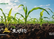 玉米持续下跌!鲜食玉米行业市场现状分析_人保车险   品牌优势——快速了解燃油汽车车险,人保财险政银保 