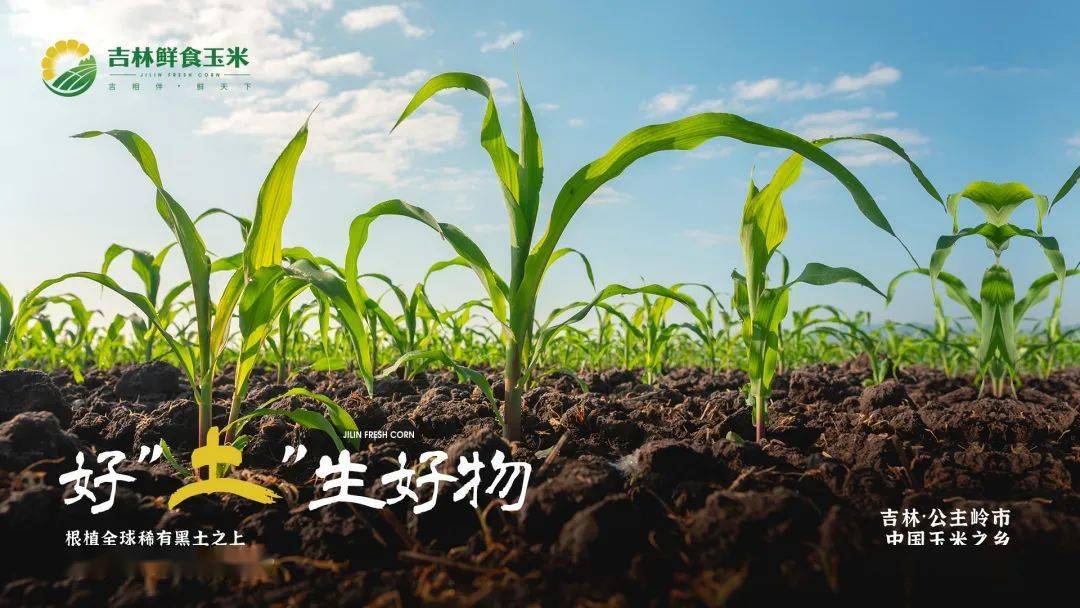 玉米持续下跌!鲜食玉米行业市场现状分析_人保车险   品牌优势——快速了解燃油汽车车险,人保财险政银保 