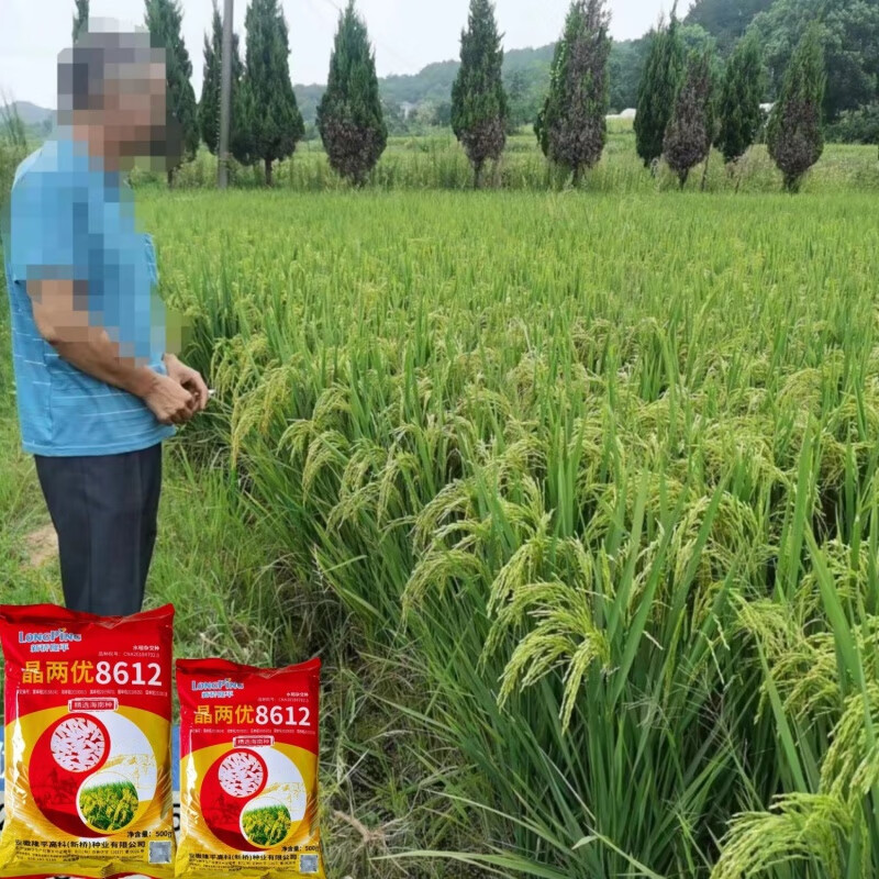 隆平高科：水稻品种推广面积前十大占6席