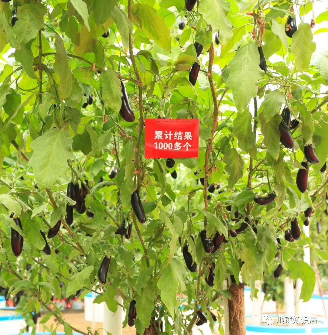 种业创新让“果篮子”更丰富——走进中国农科院“国家梨苹果种质资源圃(兴城)”